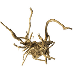 Galapagos Galapagos Spider Wood  Natural  12 - 24