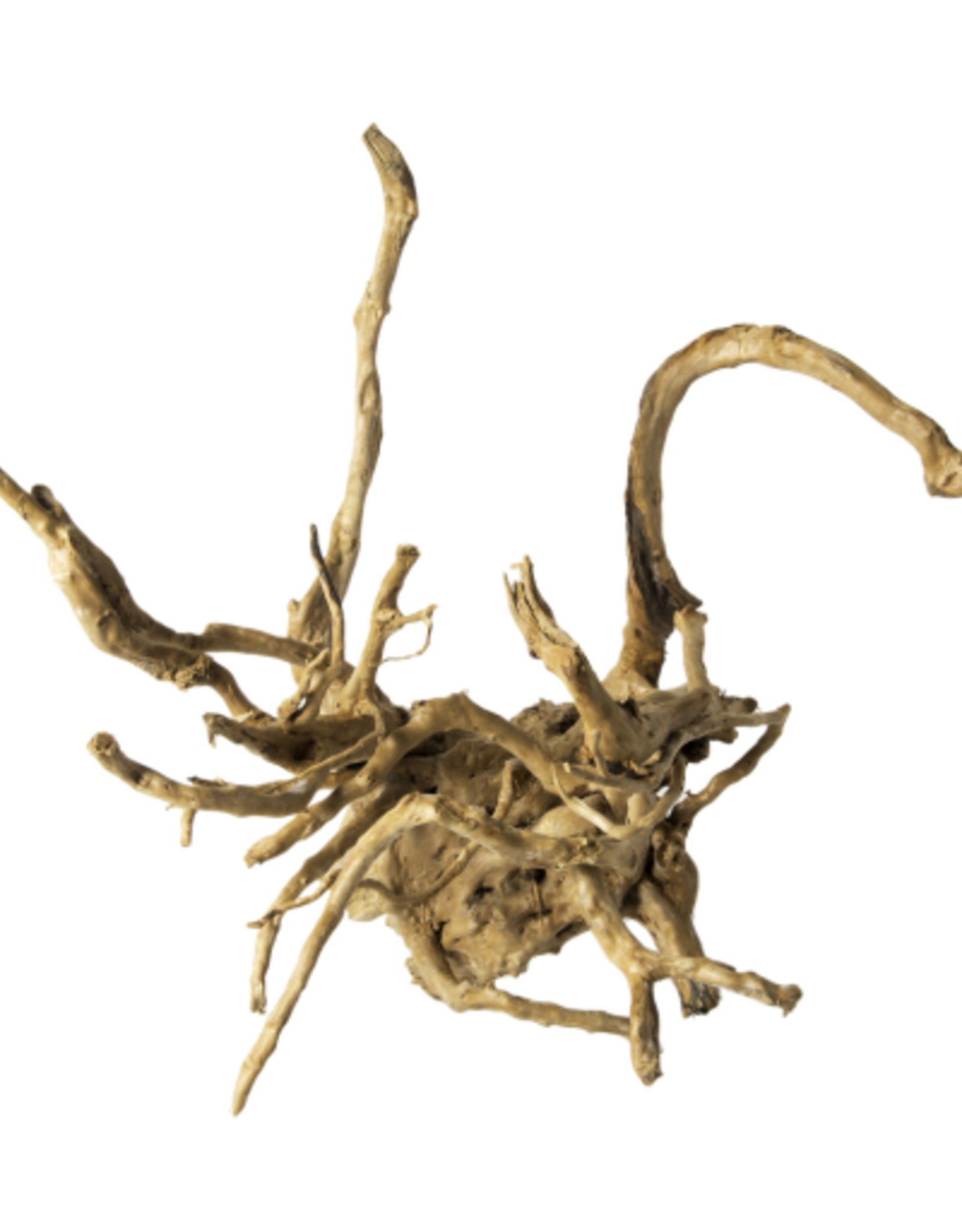 Galapagos Galapagos Spider Wood  Natural  12 - 24