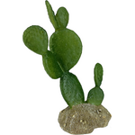 Komodo Komodo Cactus Plant Prickly Pear  1 Each/6.3 in