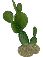 Komodo Komodo Cactus Plant Prickly Pear  1 Each/6.3 in