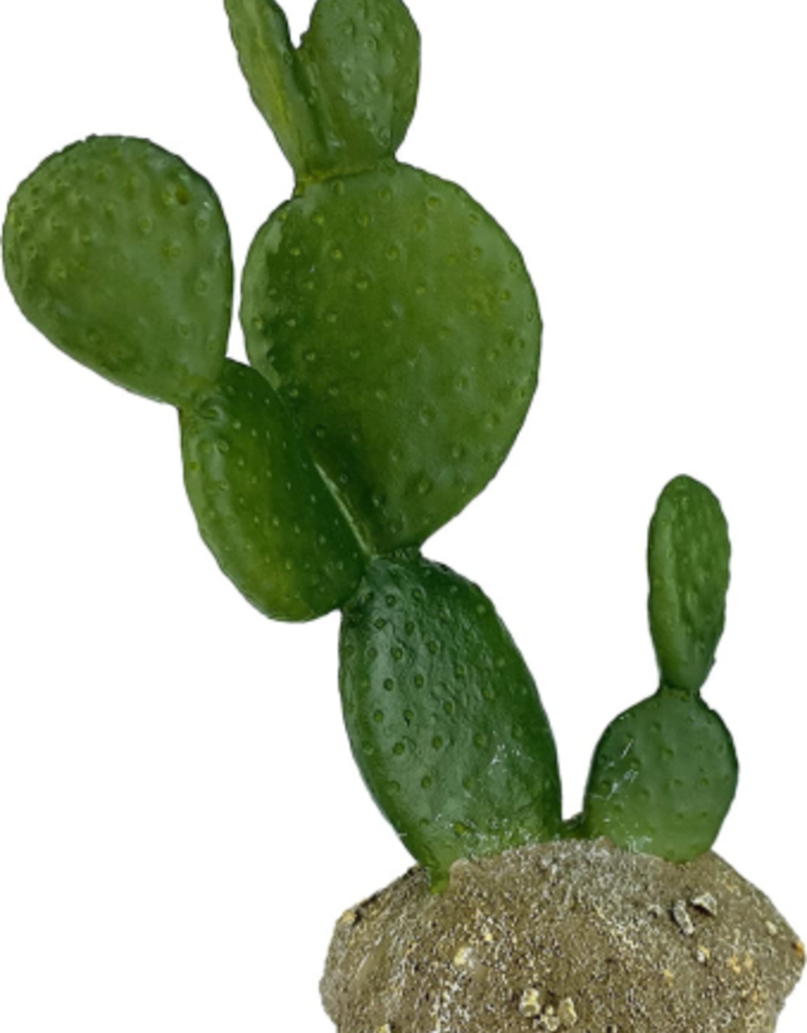 Komodo Komodo Cactus Plant Prickly Pear  1 Each/6.3 in