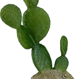 Komodo Komodo Cactus Plant Prickly Pear  1 Each/6.3 in