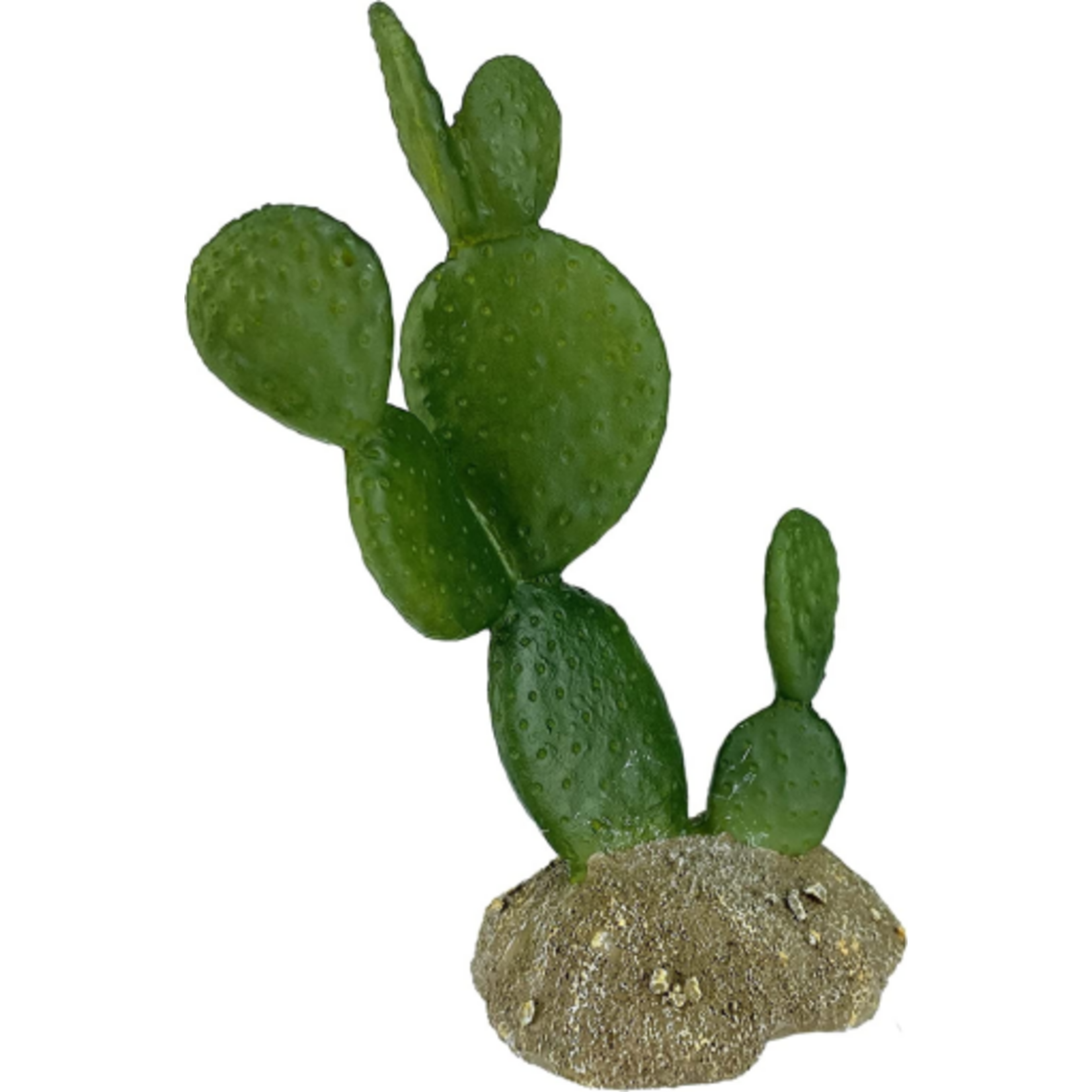 Komodo Komodo Cactus Plant Prickly Pear  1 Each/6.3 in