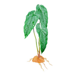 Komodo Komodo Standing Plant Emerald Vine - 18 in.