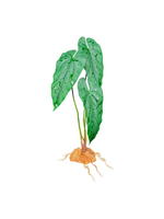 Komodo Komodo Standing Plant Emerald Vine - 18 in.