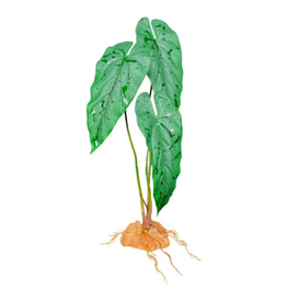 Komodo Komodo Standing Plant Emerald Vine - 18 in.