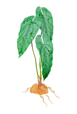 Komodo Komodo Standing Plant Emerald Vine - 18 in.