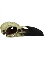 Komodo Komodo Raven Skull  Bone and Black Resin  Aquarium Decor