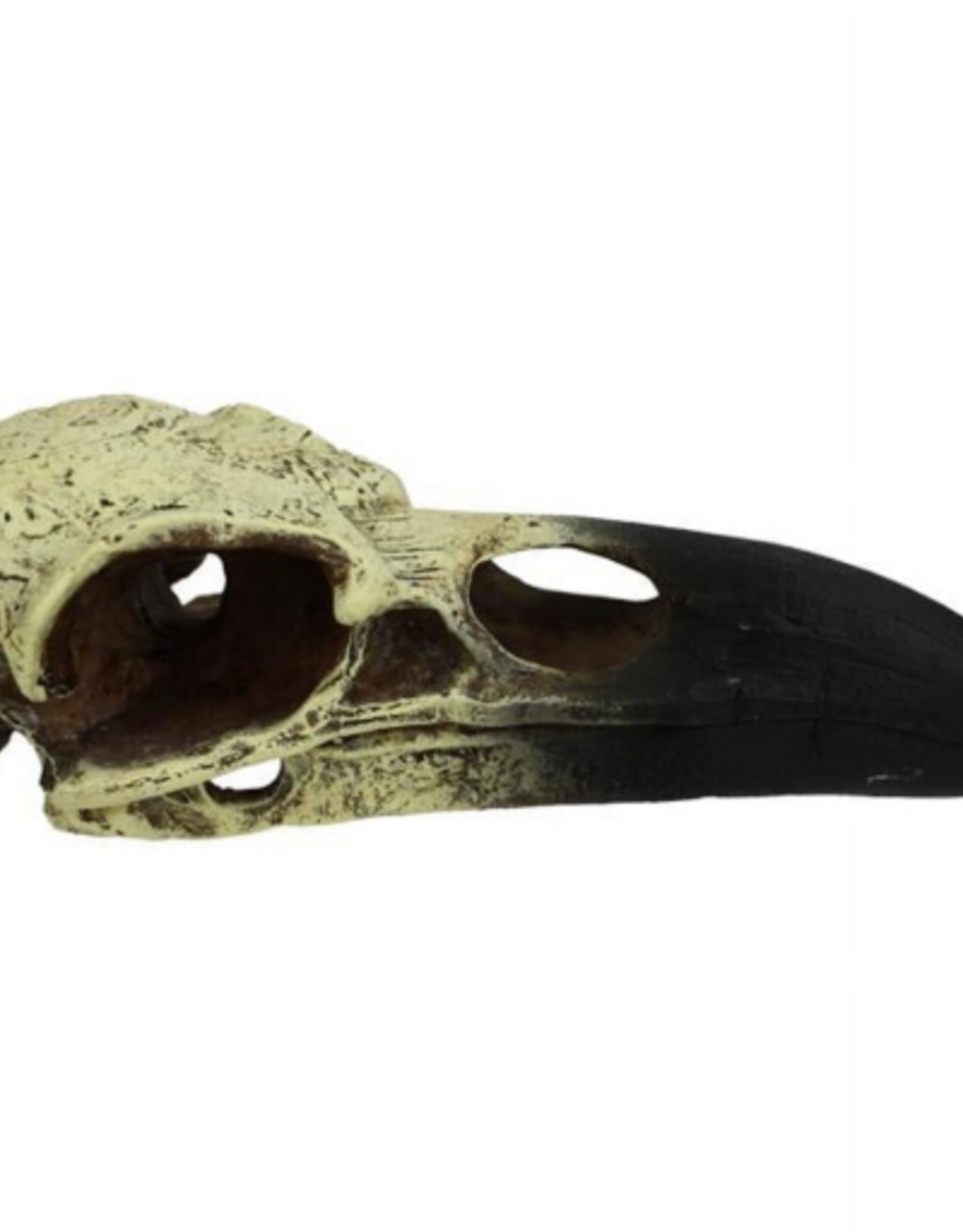 Komodo Komodo Raven Skull  Bone and Black Resin  Aquarium Decor
