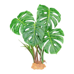 Komodo Komodo Standing Plant Monster Leaf - 18 in.