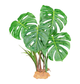 Komodo Komodo Standing Plant Monster Leaf - 18 in.