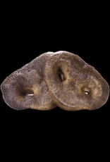 Vital Essentials Vital Essentials Freeze-Dried Raw Bar Dog Chews - Pig Snouts