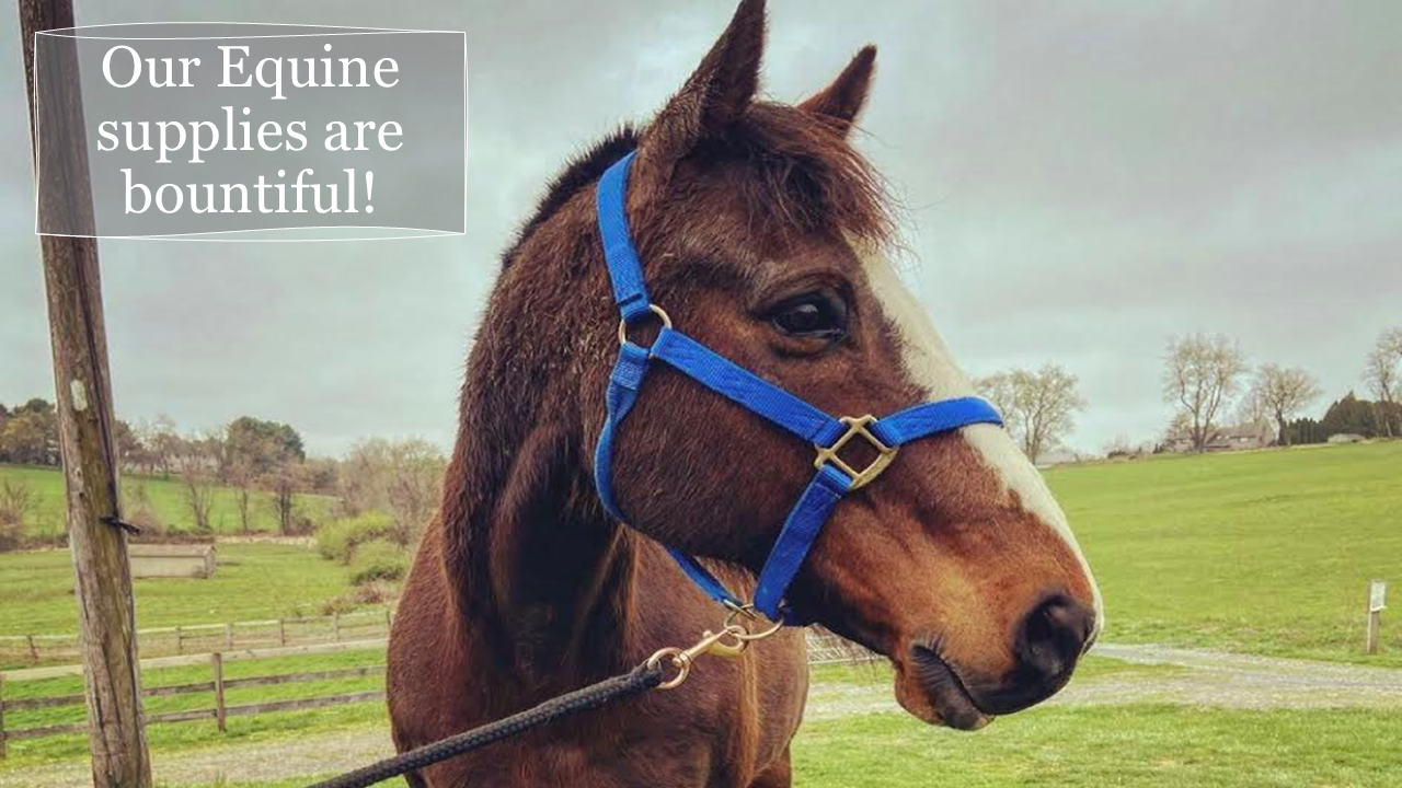 Horse Supplies