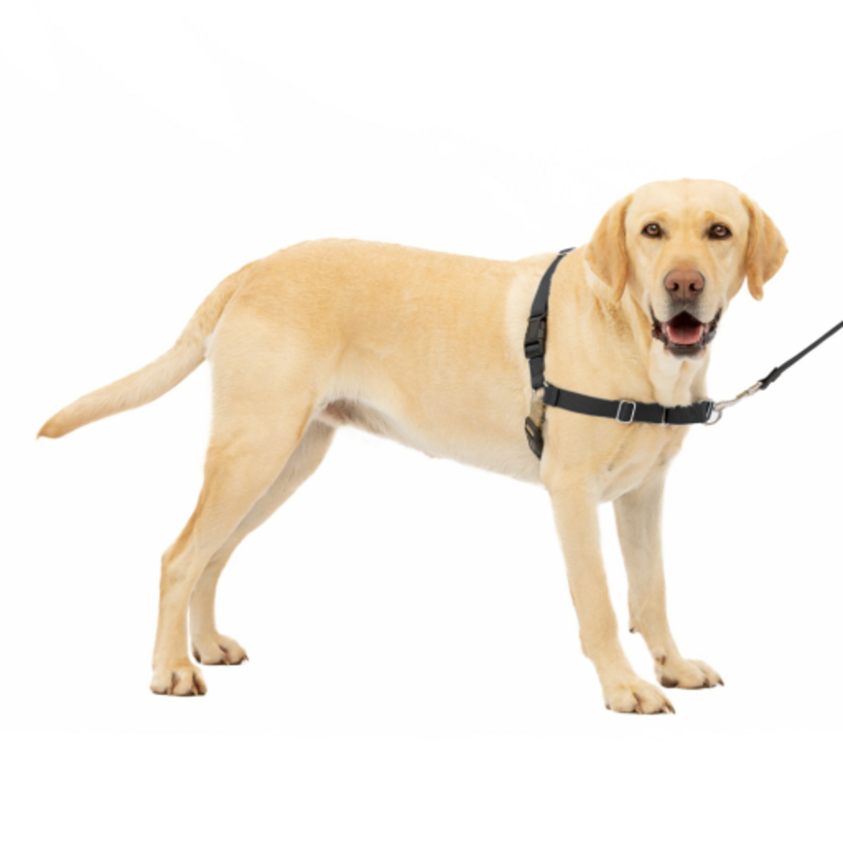 PetSafe PetSafe Easy Walk No-Pull Leash Training Dog Harness  Large  Black