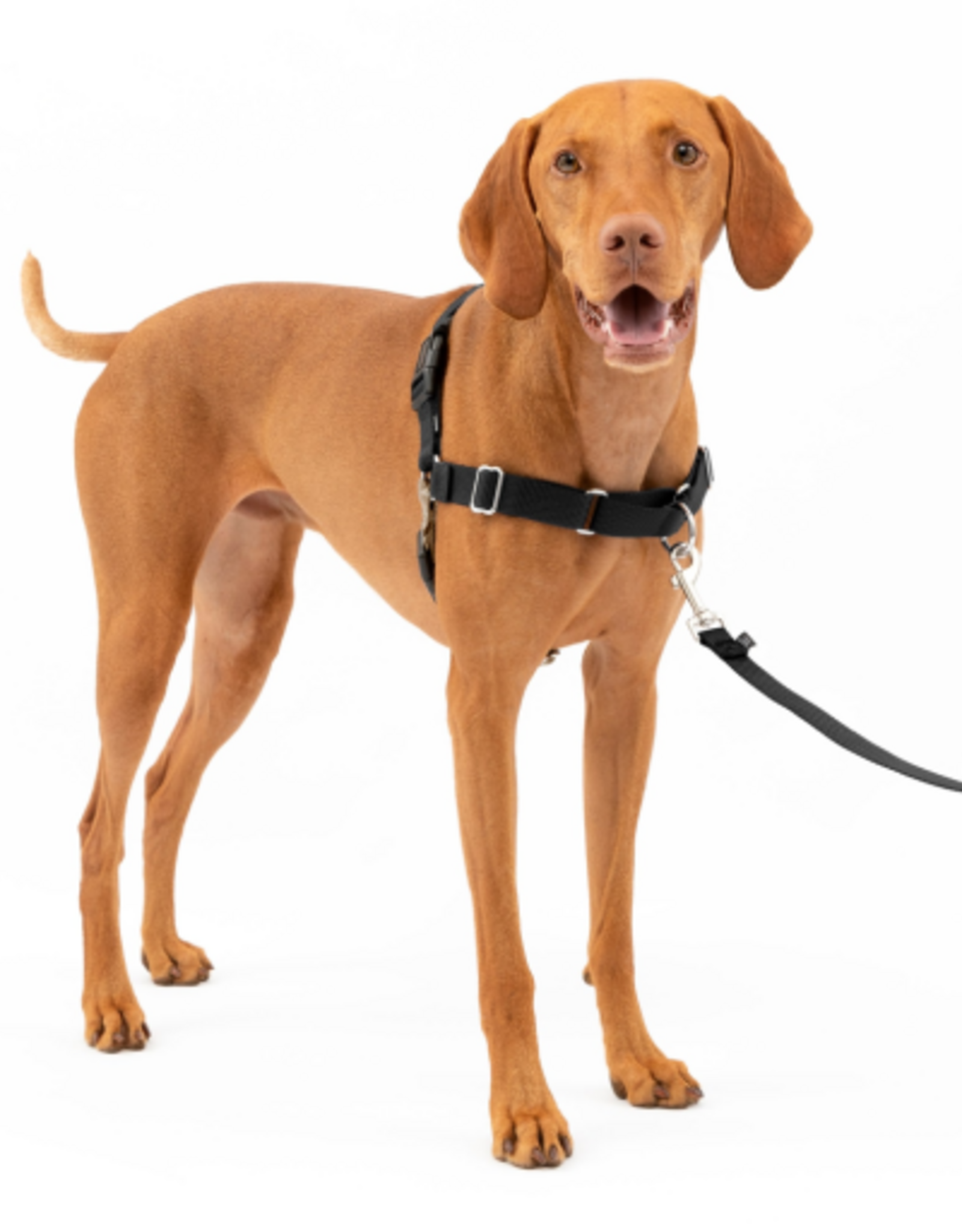 PetSafe PetSafe Easy Walk Adjustable Dog Harness - Medium - Black