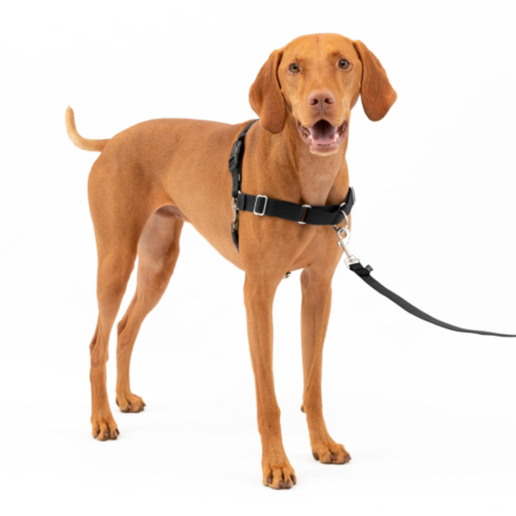 PetSafe PetSafe Easy Walk Adjustable Dog Harness - Medium - Black