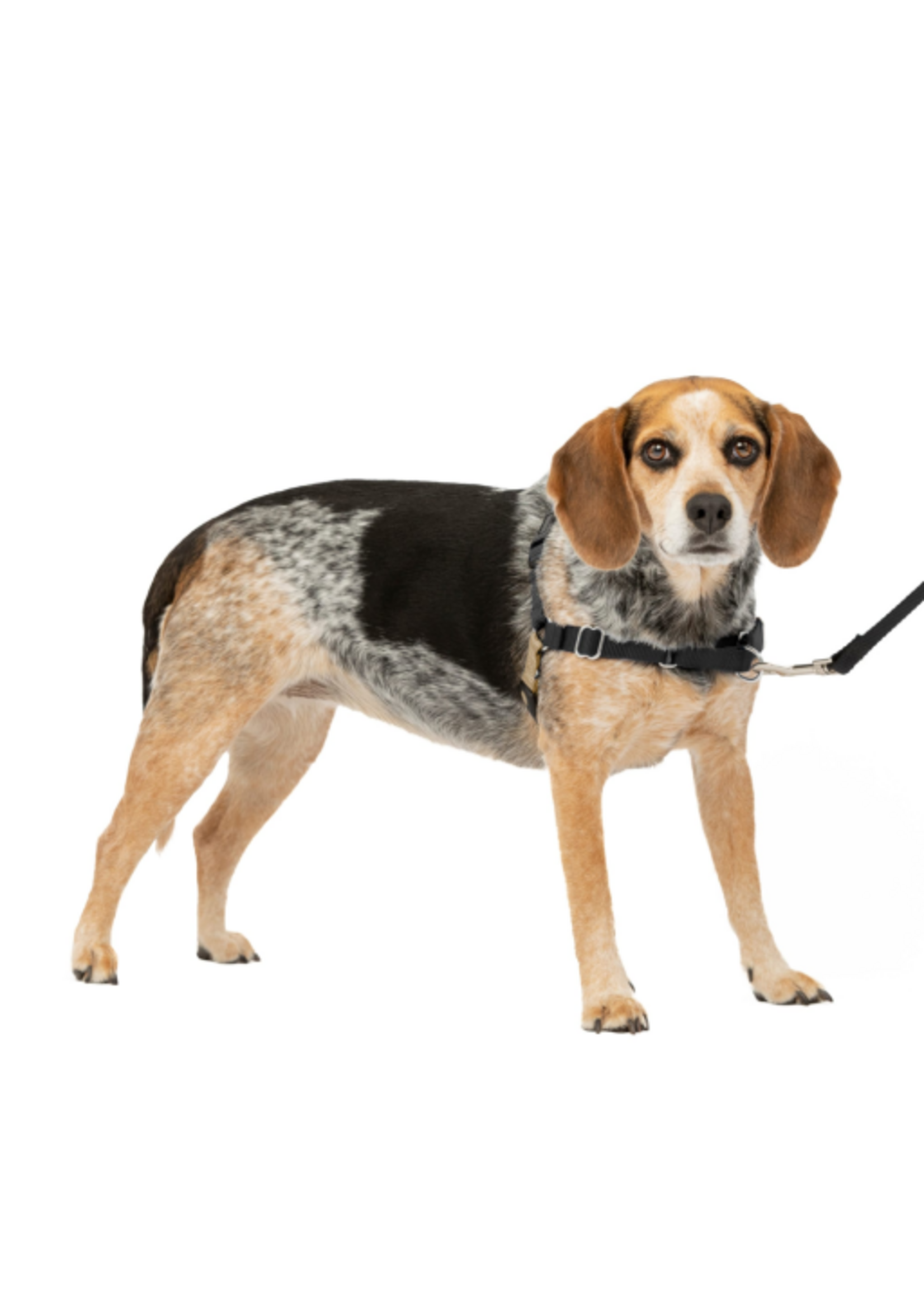 PetSafe PetSafe Easy Walk Dog Harness, Small/Medium, Black