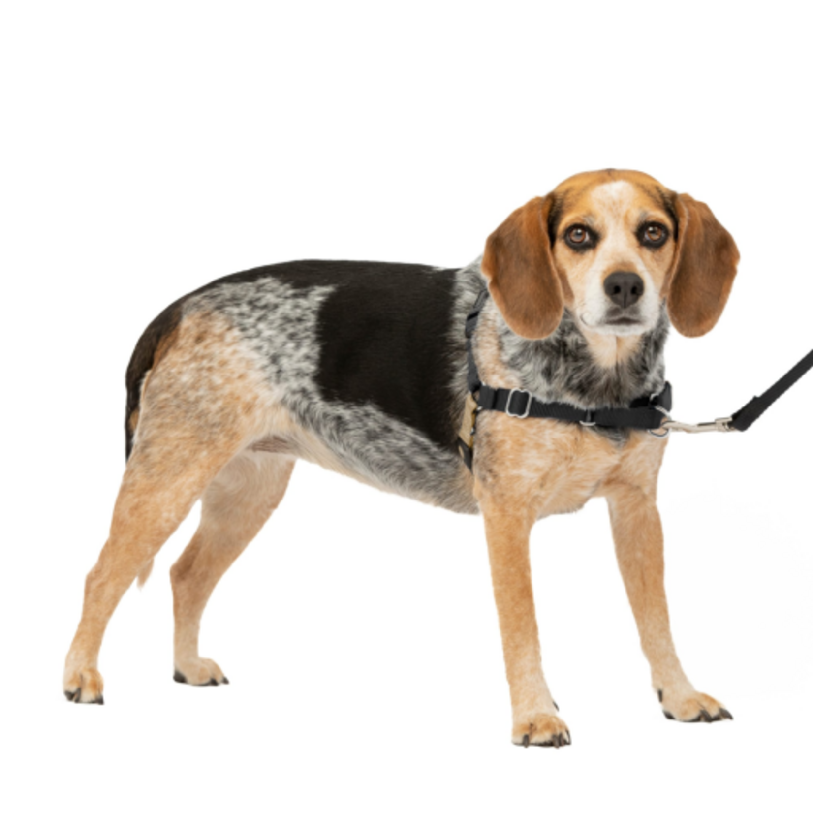 PetSafe PetSafe Easy Walk Dog Harness, Small/Medium, Black