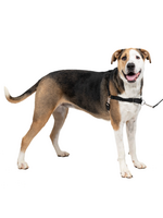 PetSafe PetSafe Easy Walk No-Pull Leash Training Dog Harness  Extra Large  Black