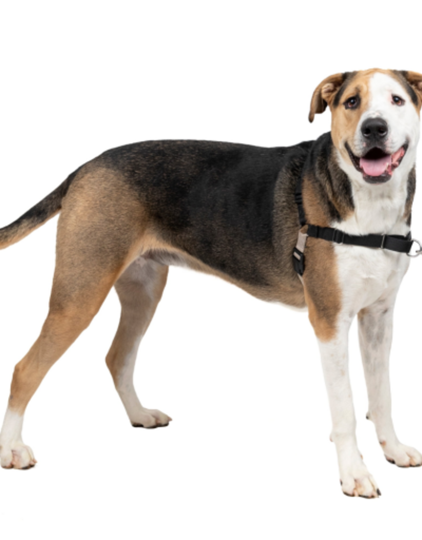 PetSafe PetSafe Easy Walk No-Pull Leash Training Dog Harness  Extra Large  Black