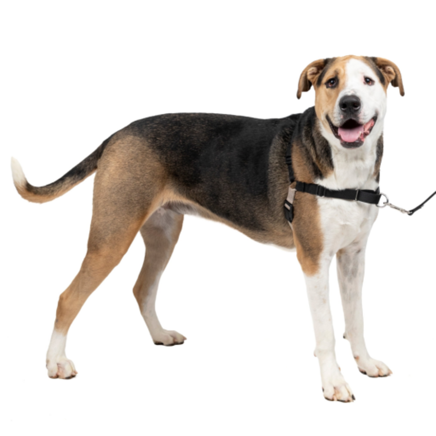 PetSafe PetSafe Easy Walk No-Pull Leash Training Dog Harness  Extra Large  Black