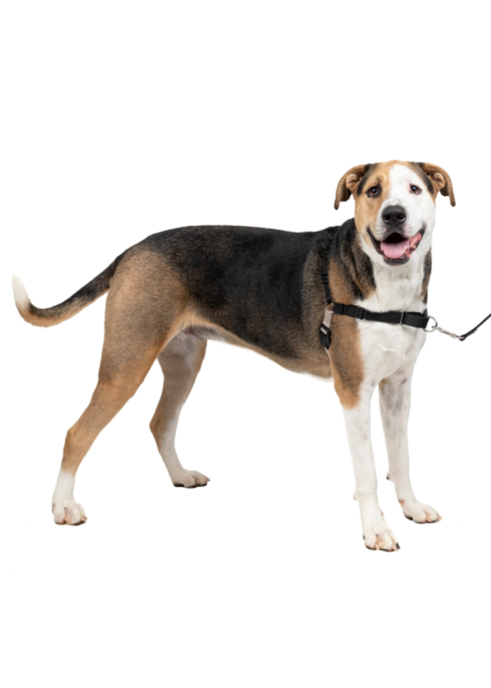 PetSafe PetSafe Easy Walk No-Pull Leash Training Dog Harness  Extra Large  Black