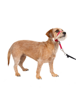 PetSafe PetSafe Gentle Leader Headcollar Adjustable Dog Harness - Small - Up to 25 Lb. - Red