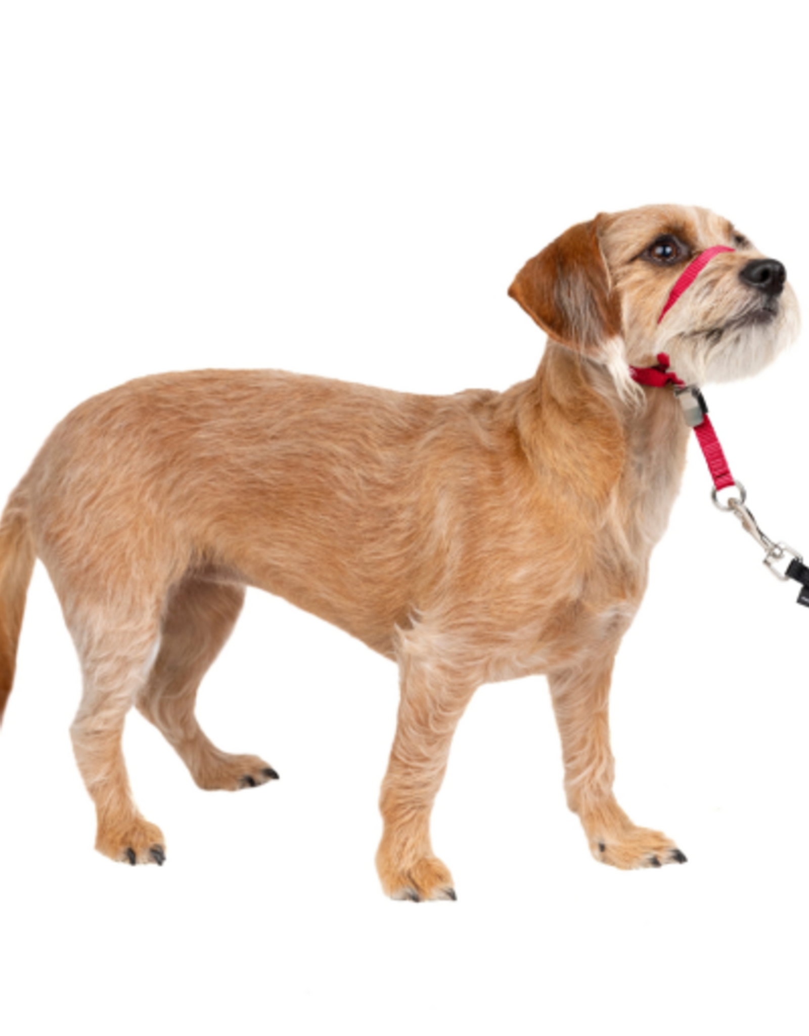 PetSafe PetSafe Gentle Leader Headcollar Adjustable Dog Harness - Small - Up to 25 Lb. - Red