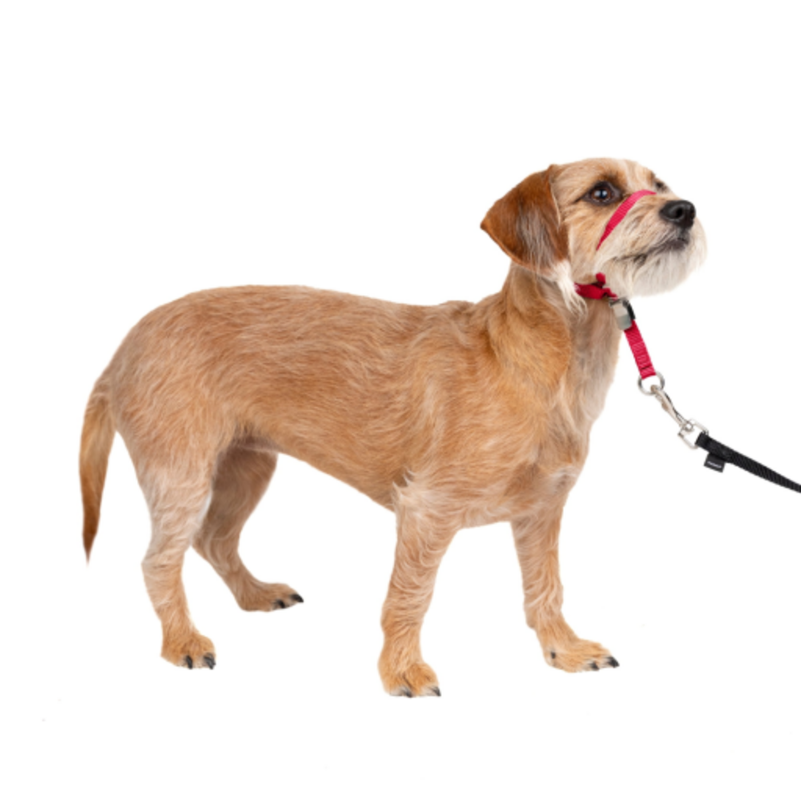 PetSafe PetSafe Gentle Leader Headcollar Adjustable Dog Harness - Small - Up to 25 Lb. - Red
