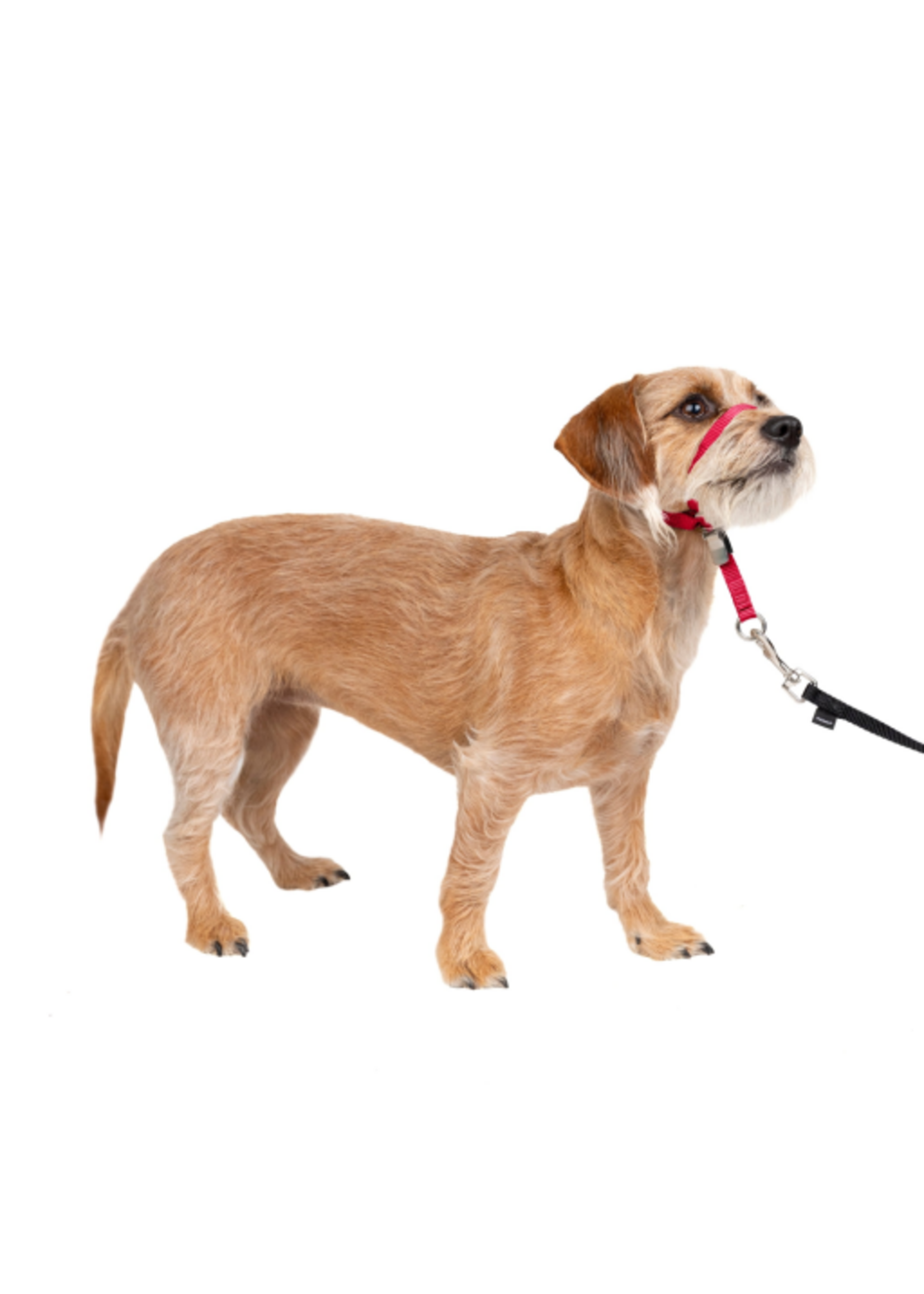 PetSafe PetSafe Gentle Leader Headcollar Adjustable Dog Harness - Small - Up to 25 Lb. - Red