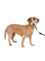 PetSafe PetSafe Gentle Leader Headcollar Adjustable Dog Harness - Small - Up to 25 Lb. - Black