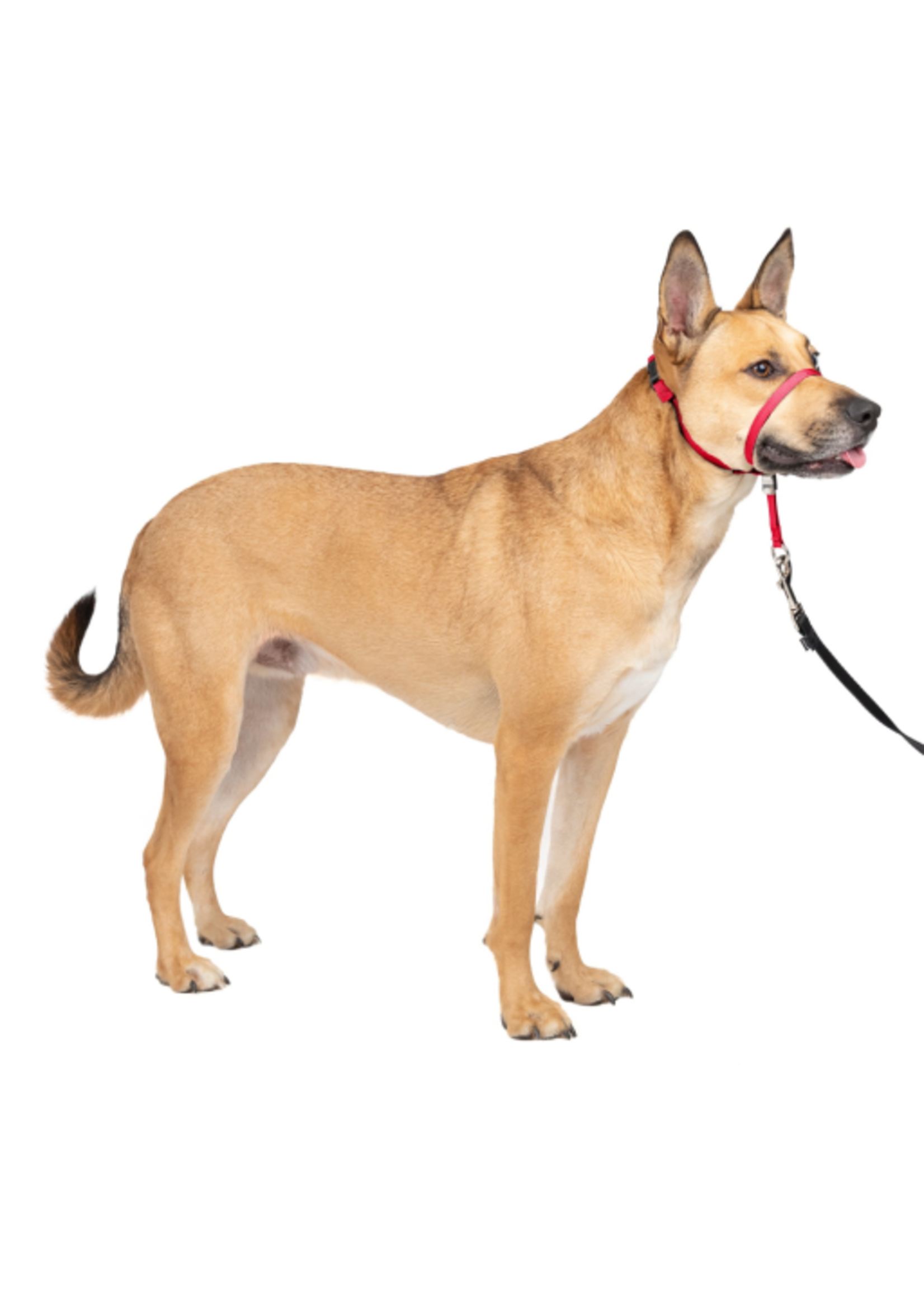 PetSafe PetSafe Gentle Leader Headcollar Adjustable Dog Harness - Medium, 25-60 Lb. - Red