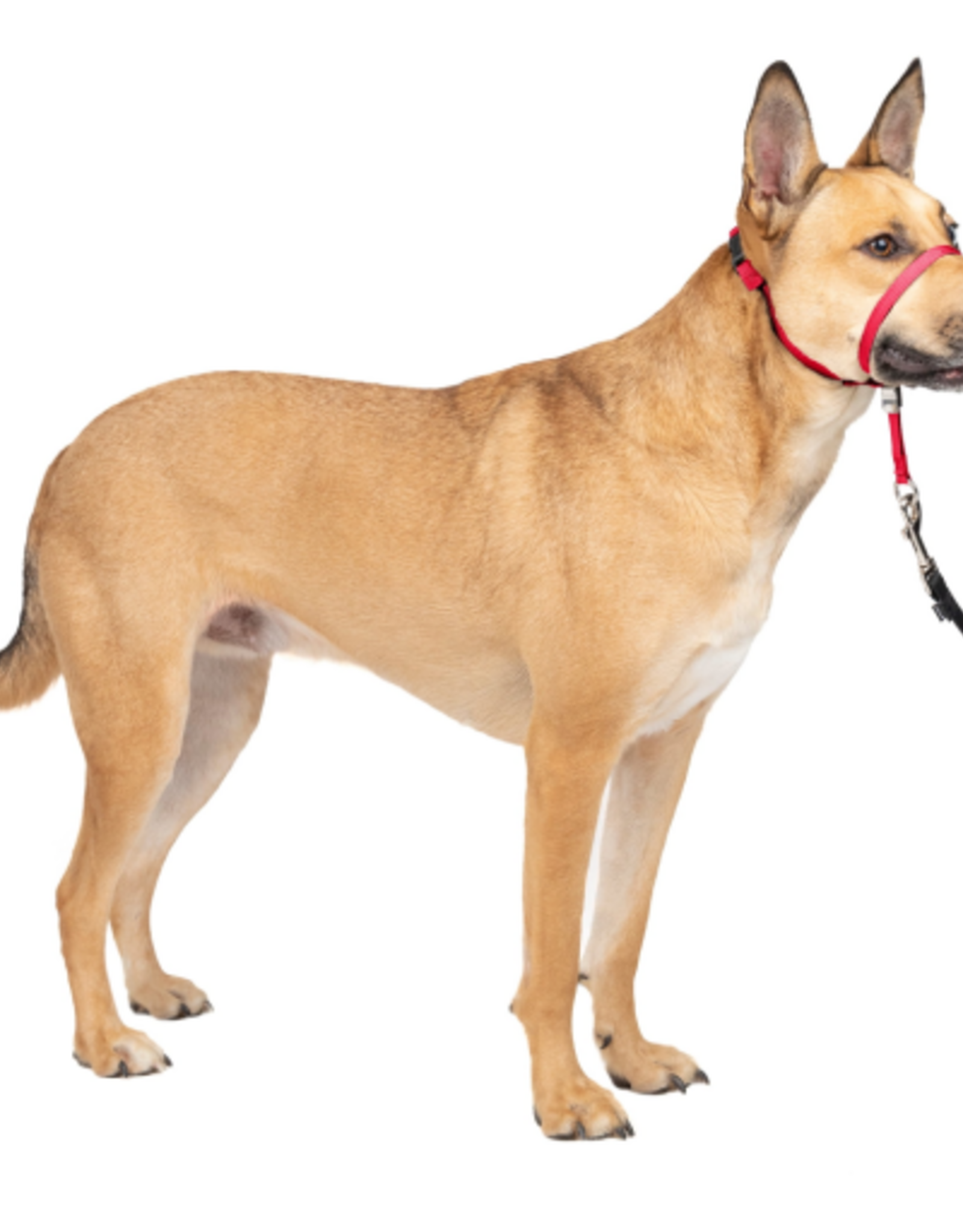 PetSafe PetSafe Gentle Leader Headcollar Adjustable Dog Harness - Medium, 25-60 Lb. - Red