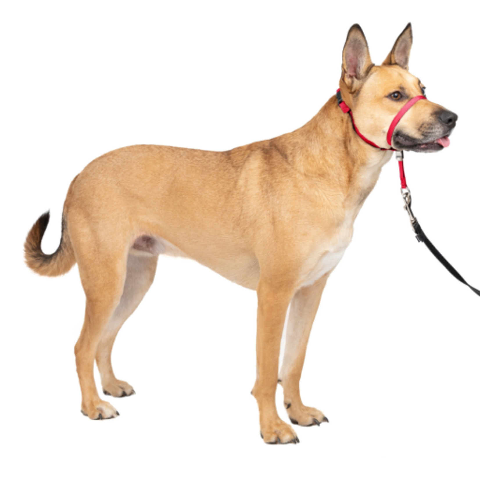 PetSafe PetSafe Gentle Leader Headcollar Adjustable Dog Harness - Medium, 25-60 Lb. - Red