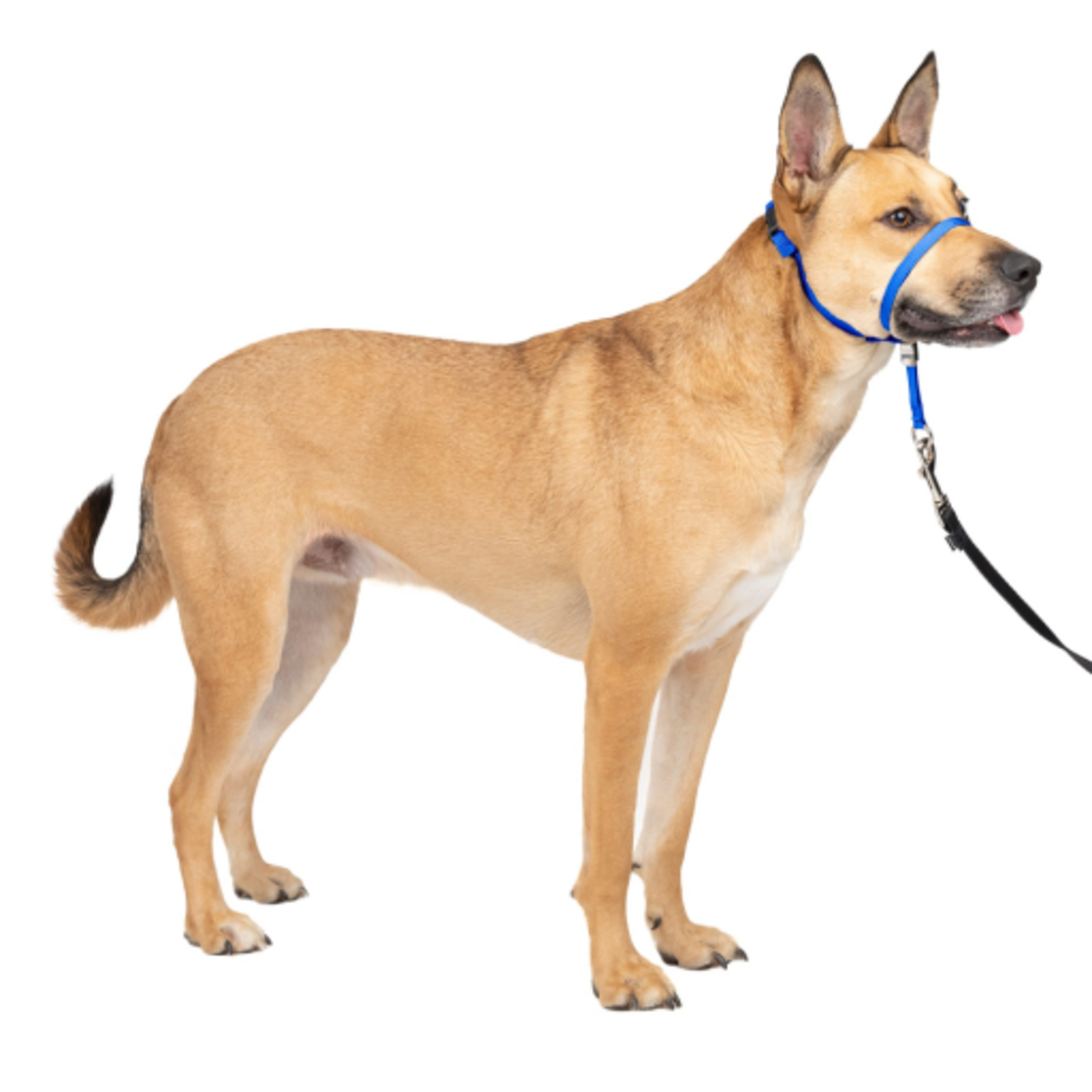 PetSafe PetSafe Gentle Leader Headcollar Adjustable Dog Harness - Medium - Royal Blue