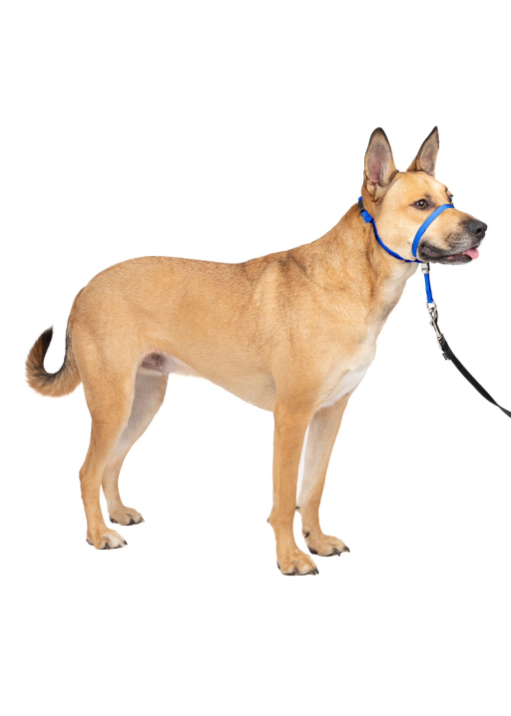 PetSafe PetSafe Gentle Leader Headcollar Adjustable Dog Harness - Medium - Royal Blue