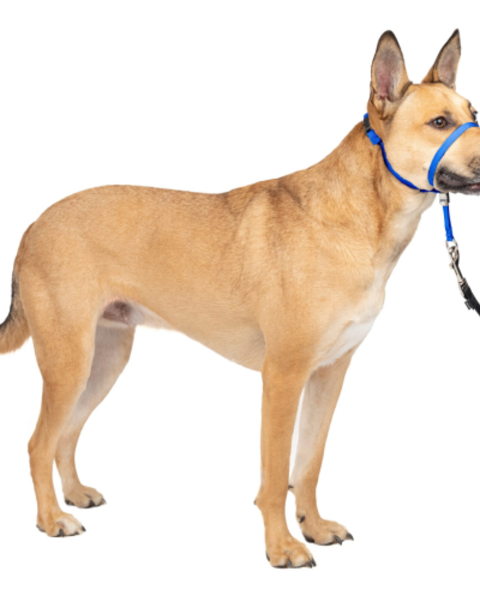 PetSafe PetSafe Gentle Leader Headcollar Adjustable Dog Harness - Medium - Royal Blue