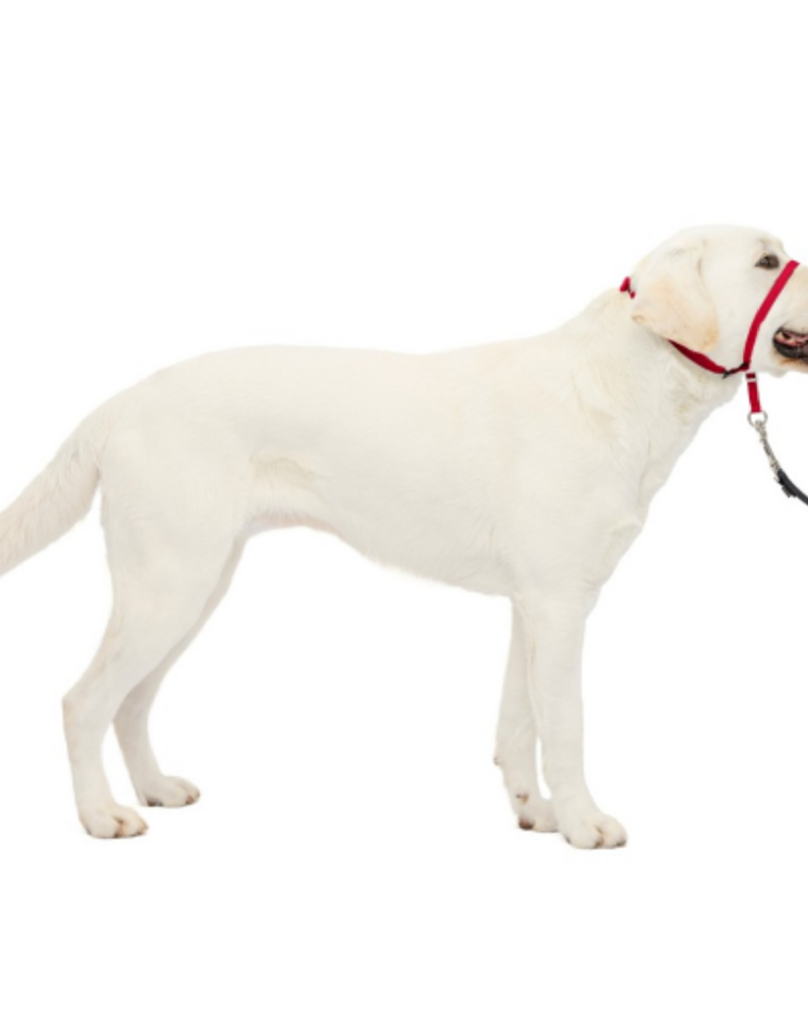 PetSafe PetSafe Gentle Leader Headcollar Adjustable Dog Harness - Large - Red