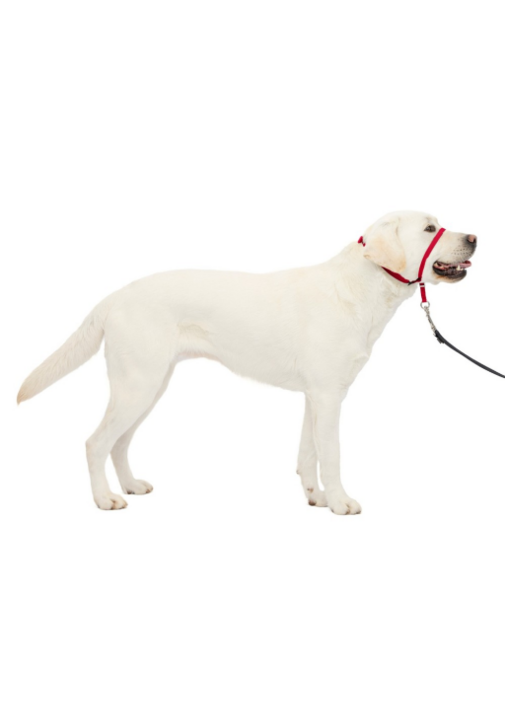 PetSafe PetSafe Gentle Leader Headcollar Adjustable Dog Harness - Large - Red