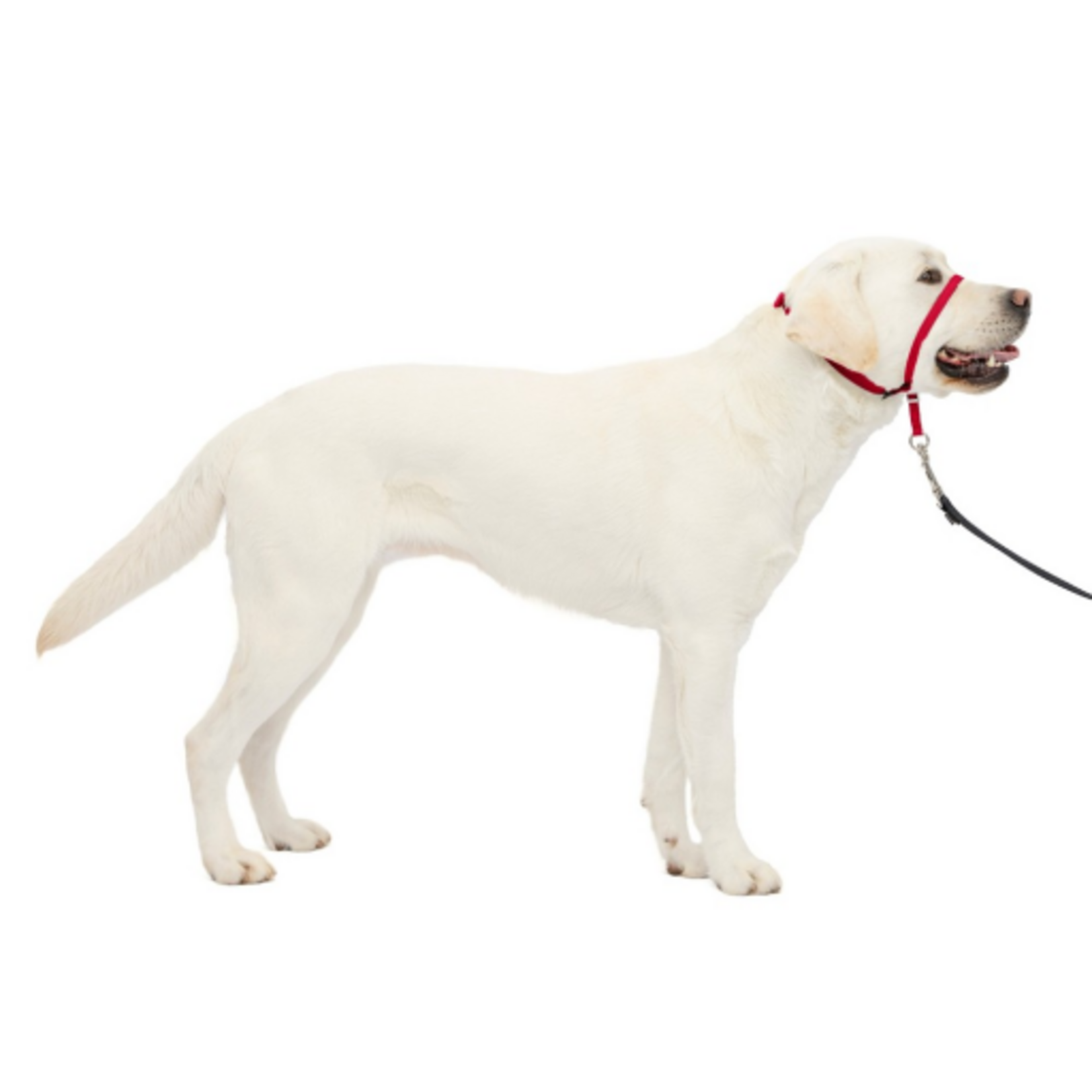 PetSafe PetSafe Gentle Leader Headcollar Adjustable Dog Harness - Large - Red