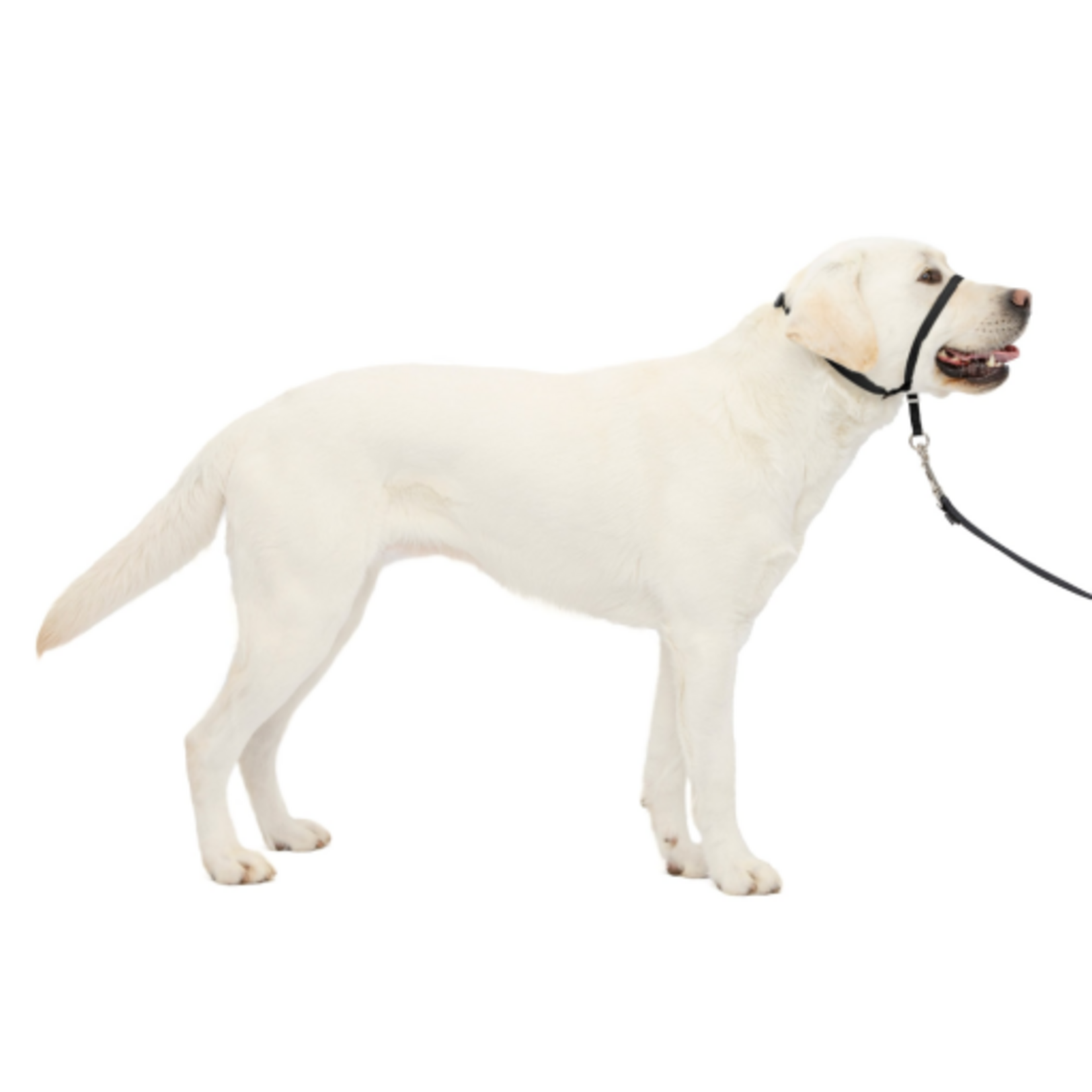 PetSafe PetSafe Gentle Leader Headcollar Adjustable Dog Harness - Large - Black
