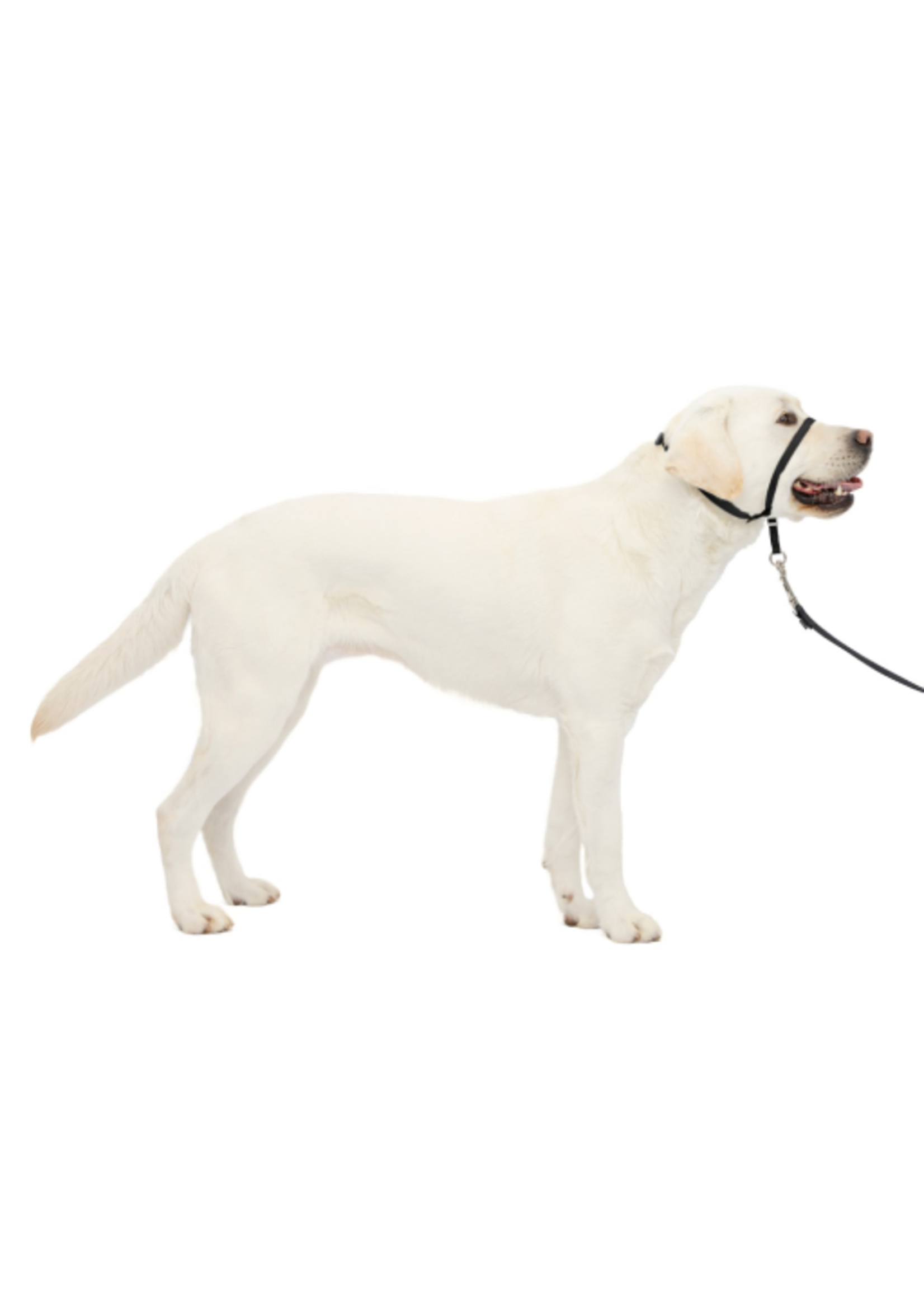 PetSafe PetSafe Gentle Leader Headcollar Adjustable Dog Harness - Large - Black
