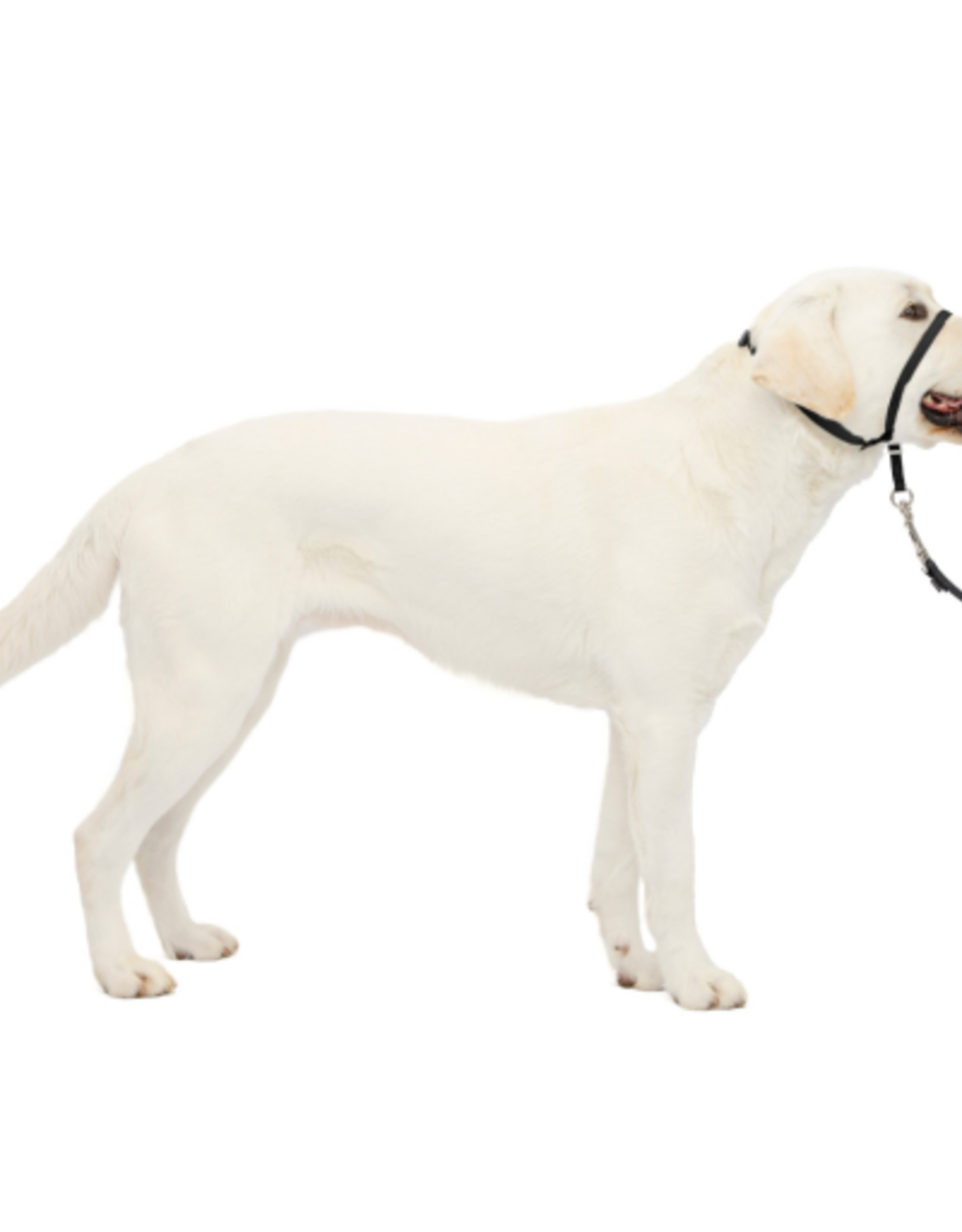 PetSafe PetSafe Gentle Leader Headcollar Adjustable Dog Harness - Large - Black