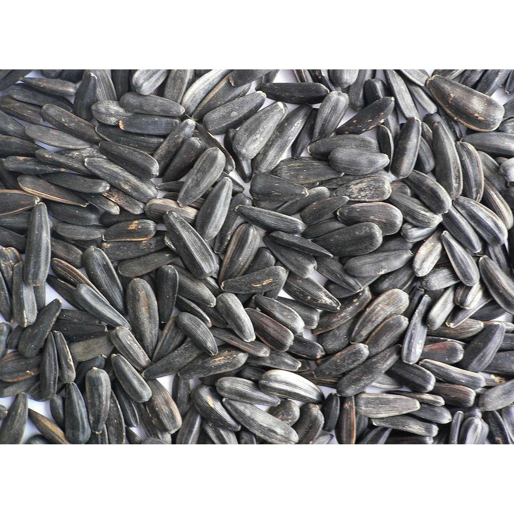 Black Oil Sunflower Seed - 25 lb (Not Striped)