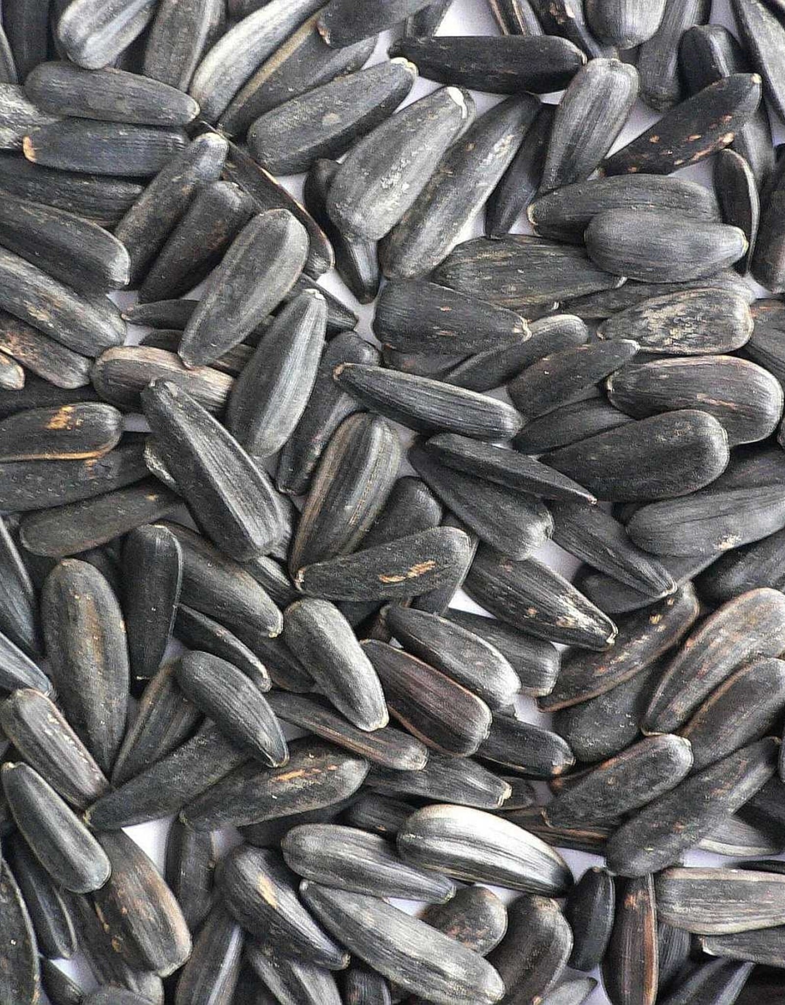 Black Oil Sunflower Seed - 50 lb