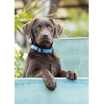 LupinePet LupinePet Dog Collar 1/2", 8-12" Rain Song
