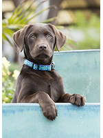 LupinePet LupinePet Dog Collar 1/2", 8-12" Rain Song