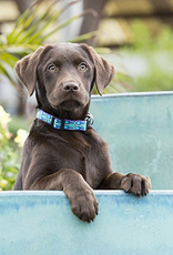 LupinePet LupinePet Originals 1/2" Rain Song 8-12" Adjustable Collar for Small Dogs