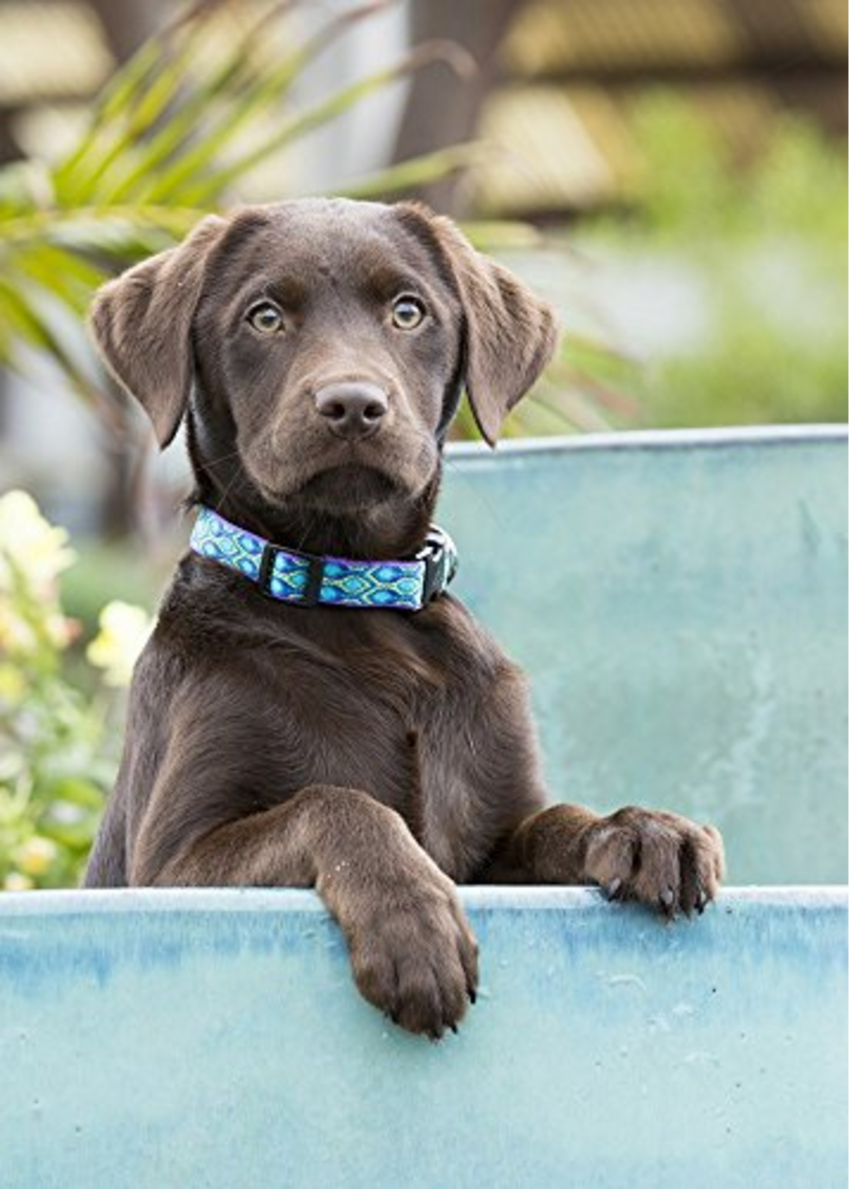 LupinePet LupinePet Dog Collar 1/2", 8-12" Rain Song