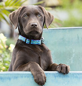 LupinePet LupinePet Dog Collar 1/2", 8-12" Rain Song